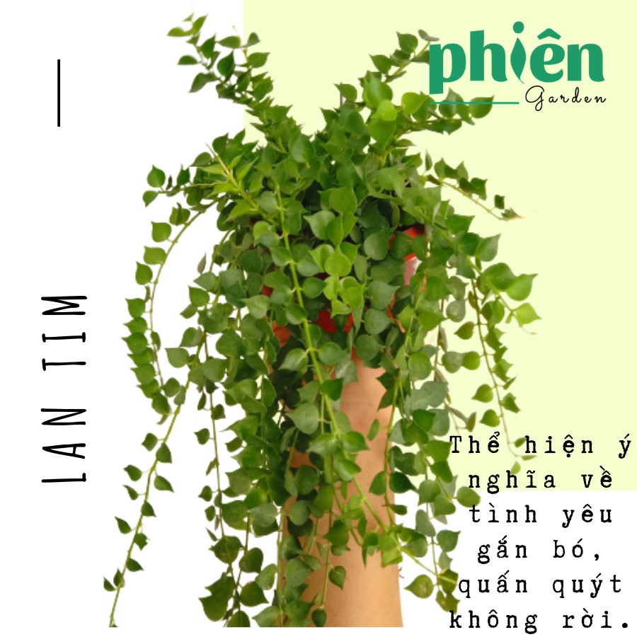 Cây Lan Tim xanh kèm chậu ốc treo Cây Dischidia ruscifolia Million Hearts
