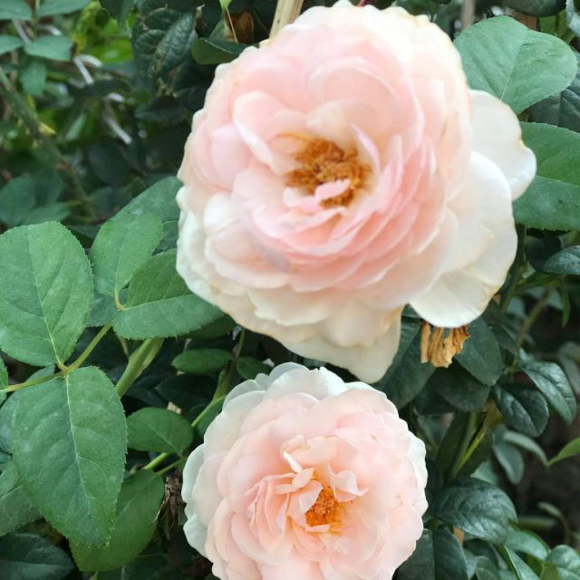 Cây Hoa Hồng Ngoại Heritage size chậu C9 - Trang Flowers
