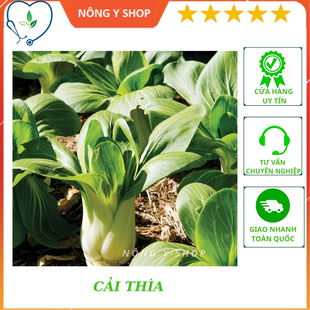 -hạt giống rau cải thìa rạng đông rado 77
