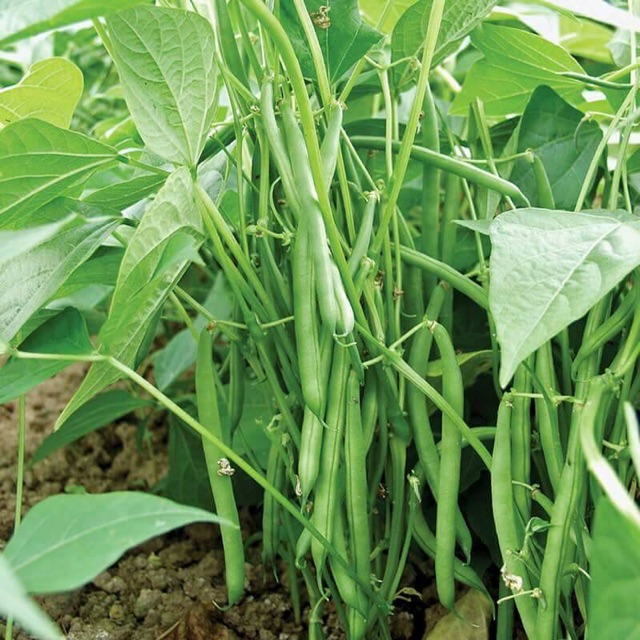 Hạt giống đậu cô ve bụi