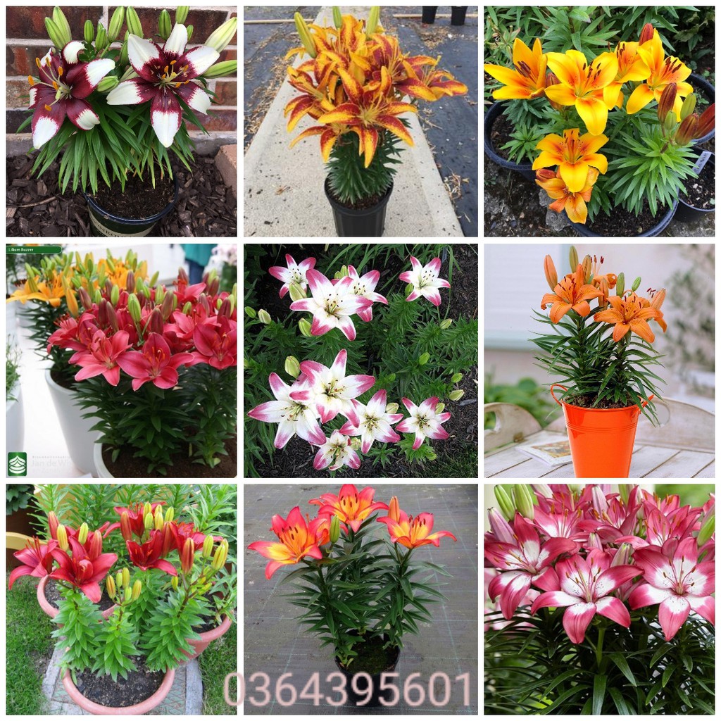 Combo 50 củ hoa ly lùn đủ các màu. củ đẹp có mầm