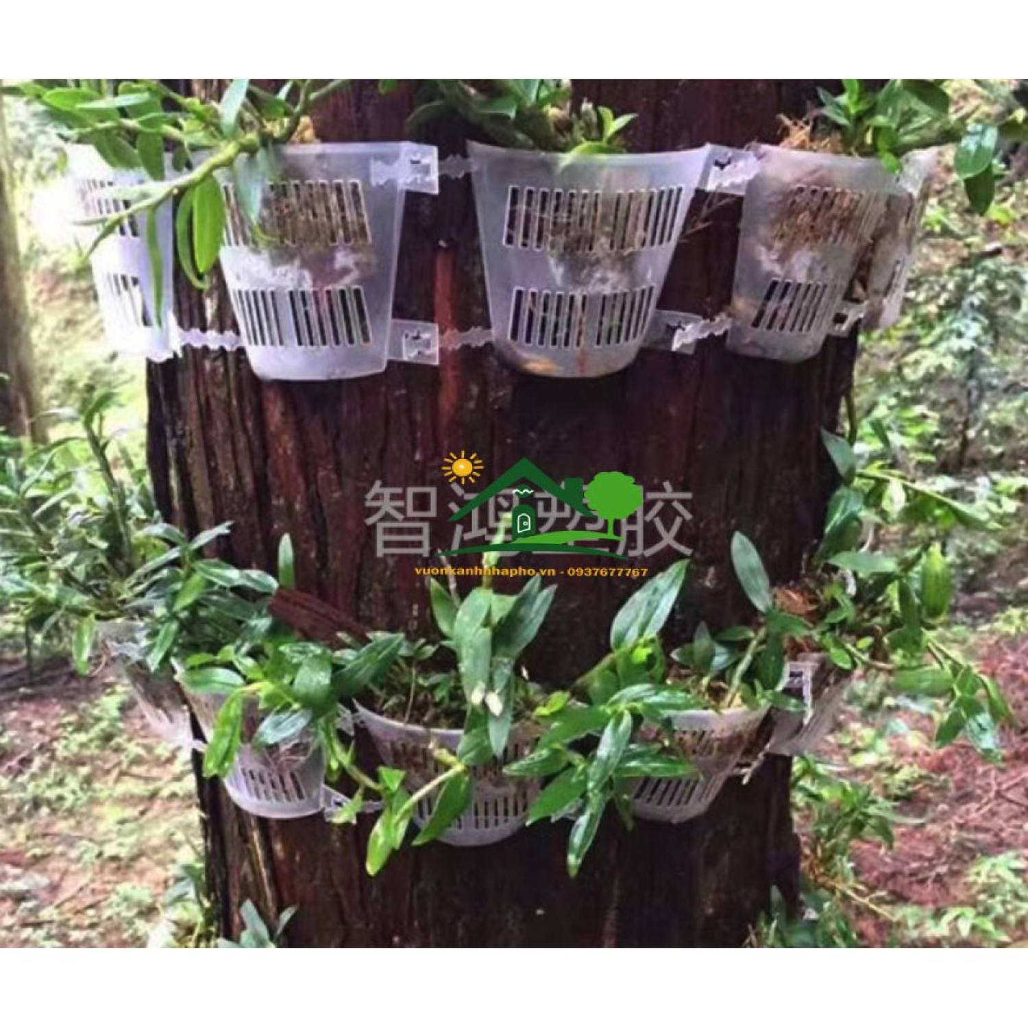 100 Chậu nhựa trong áp thân cây chuyên trồng lan thòng lan rừng các loại cây rễ bám