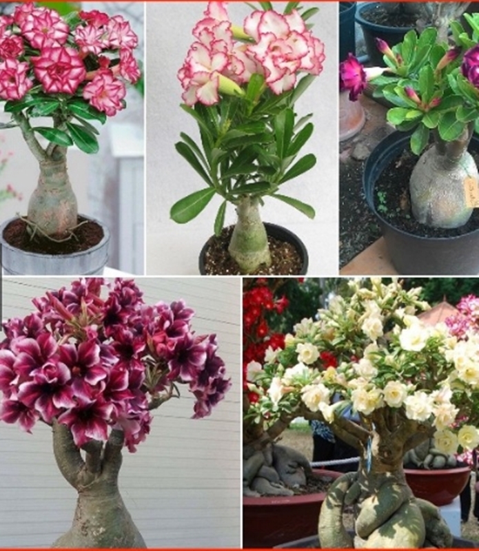 Hạt giống hoa Sứ Thái
