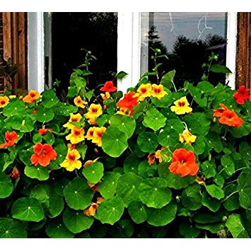 [HCM]Gói 1GR hạt giống hoa Sen Cạn Nhiều Màu (Dây leo)