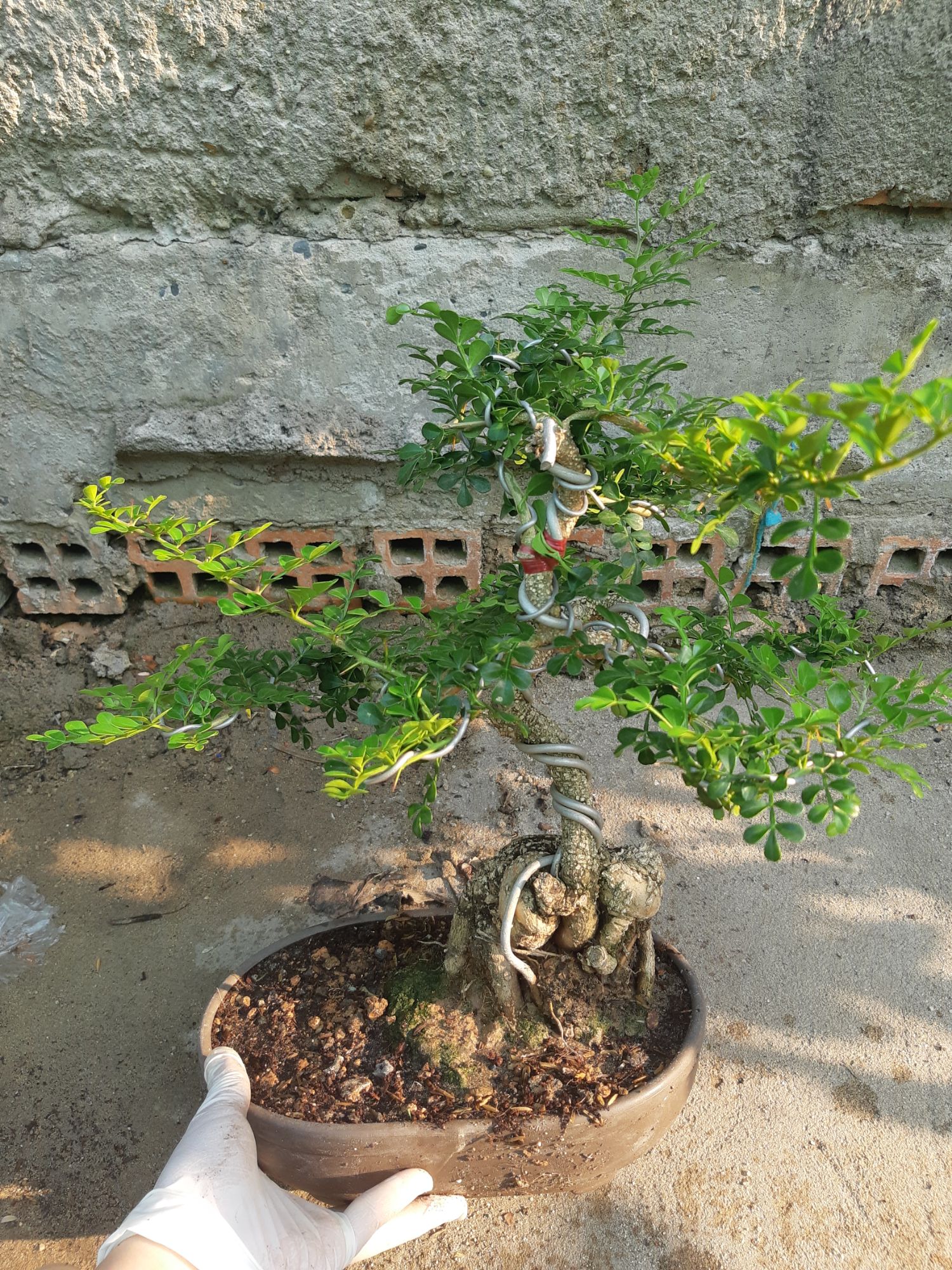 cần thăng bonsai