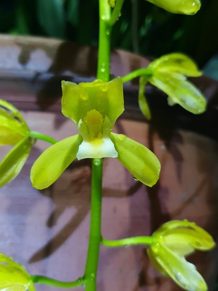 Kiếm xanh huế hàng giống KIẾM XANH HUẾ GIEO hạt