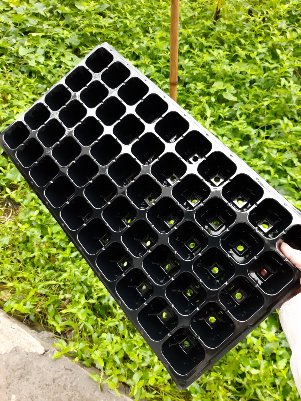 10 KHAY NHỰA ƯƠM CÂY VỈ 50 LỖ, 30 LỖ