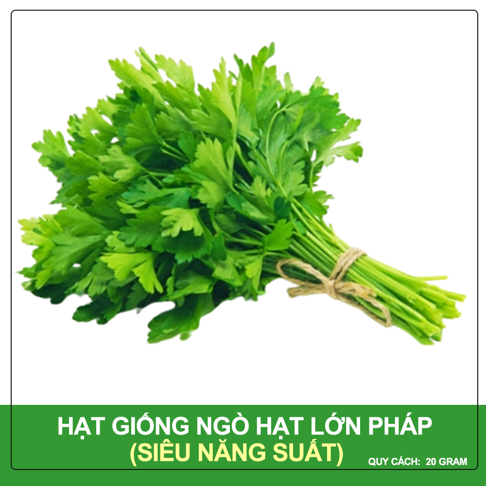 Hạt Giống Ngò Hạt Lớn Pháp Phú Nông Gói 20 Gram