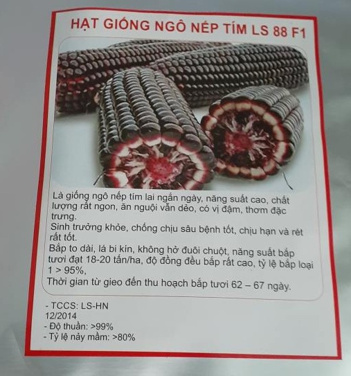 Hạt giống ngô nếp tím lai F1 - gói 100gr ( tẩm khoảng 300 đên 350 hạt )