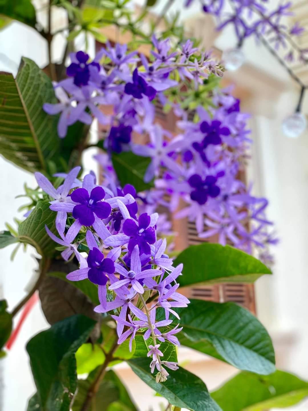 Cây mai xanh thái lan cao 60cm cây gui đi hinh cuối!