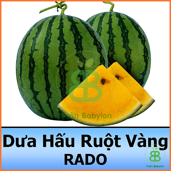 Gói 5 HẠT Hạt Giống Dưa Hấu Ruột Vàng Dễ Trồng, Siêu Trái