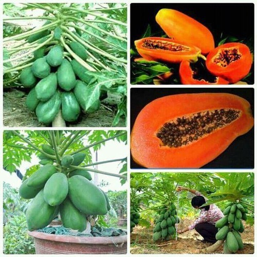 Com bo 3 cây giống đu đủ lùn ruột đỏ