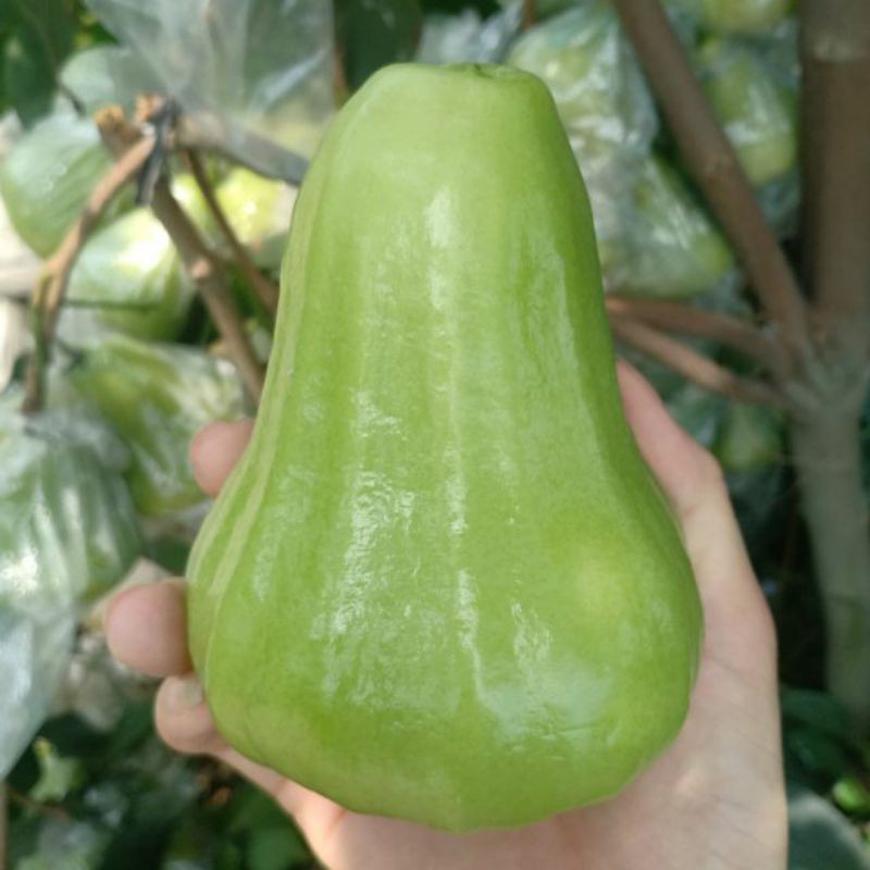 Giá Gốc - Mận xanh đường ( Tam Hoa)