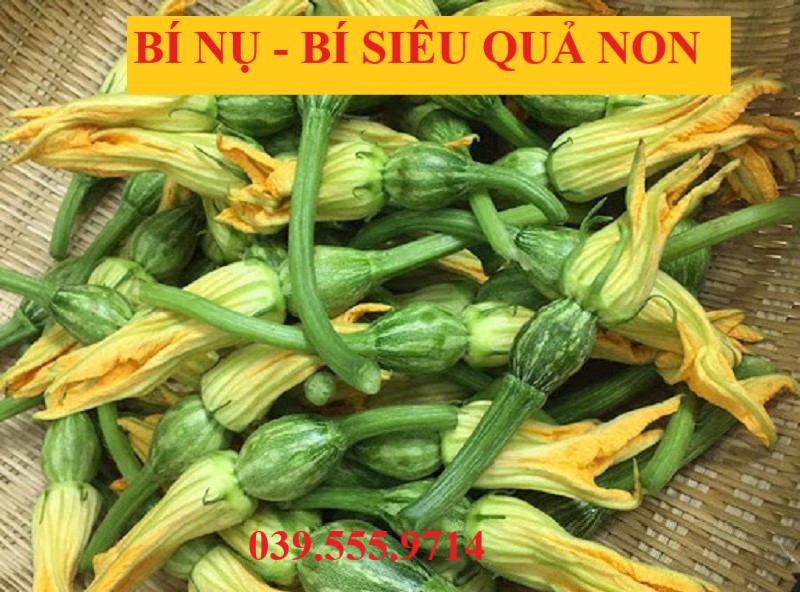 Hạt giống bí nụ - bí siêu quả non - giống tốt