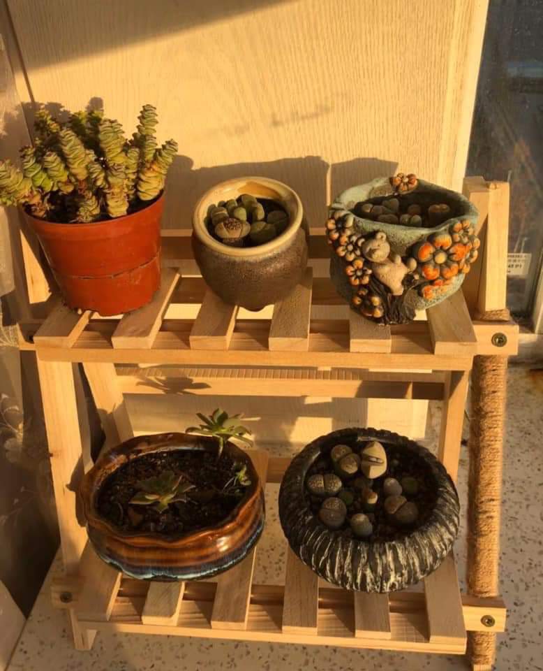 [HCM]Kệ 2 tầng nhỏ trưng bày cây cảnh sen đá