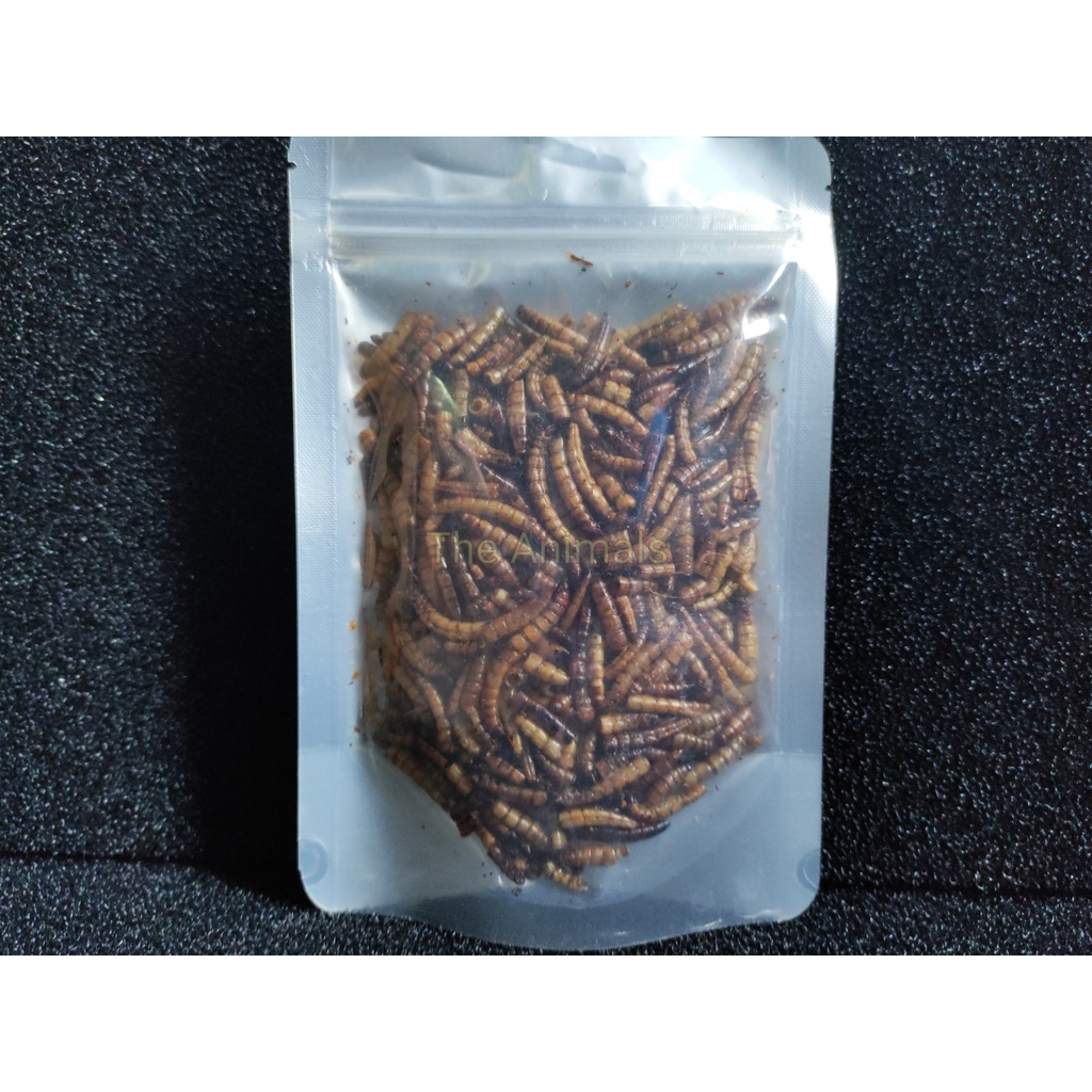 Sâu rang, sâu sấy siêu to cho cá rồng, thằn lằn, rùa, kỳ nhông, chim, sóc