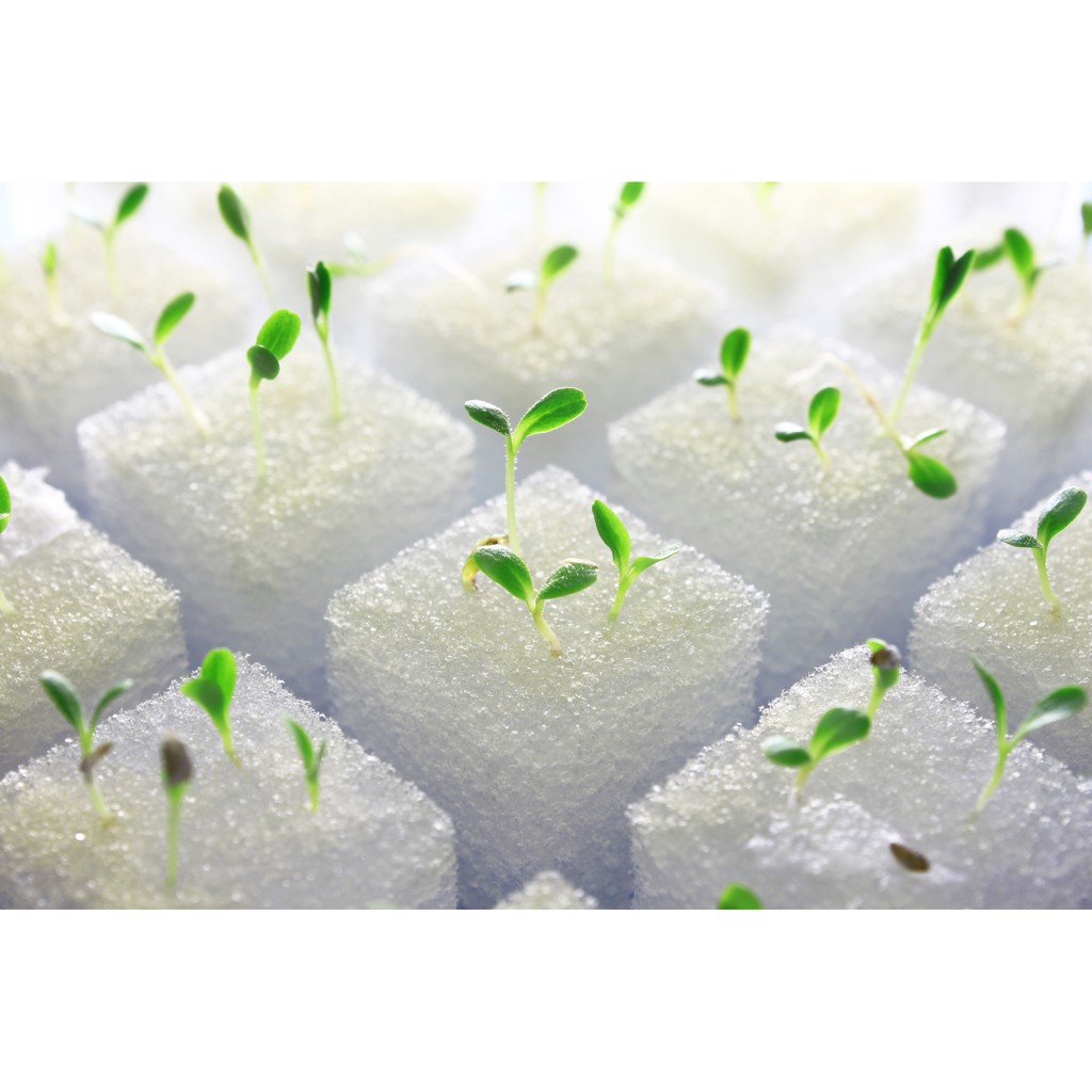 Atp farm - mút xốp 96v trồng thủy canh
