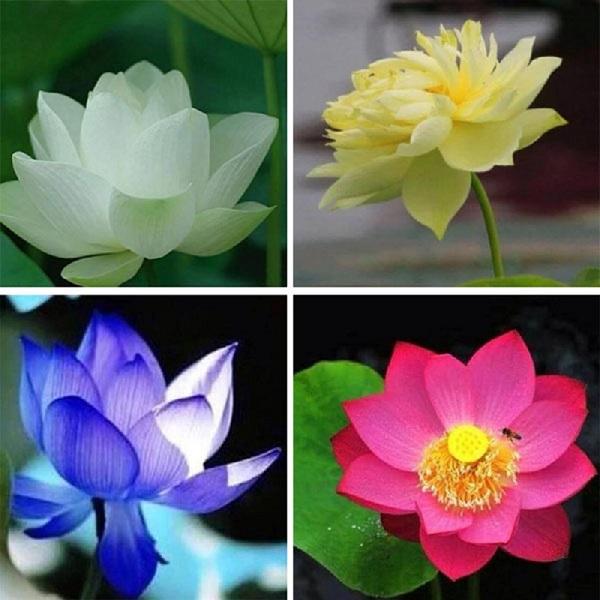 - Hạt giống sen mini nhật giá rẻ