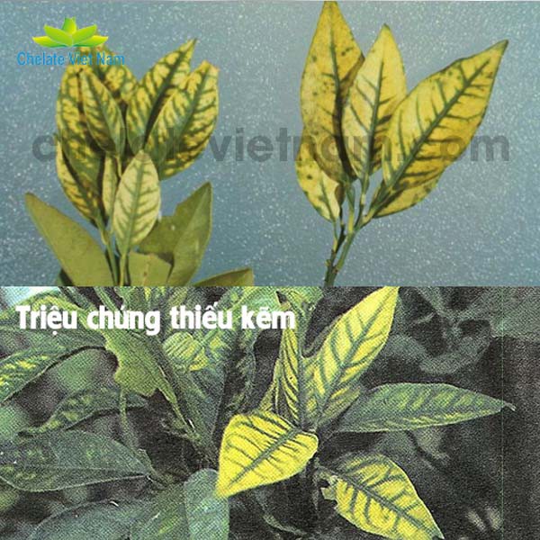 Vi lượng Kẽm Chelate tan hoàn toàn trong nước