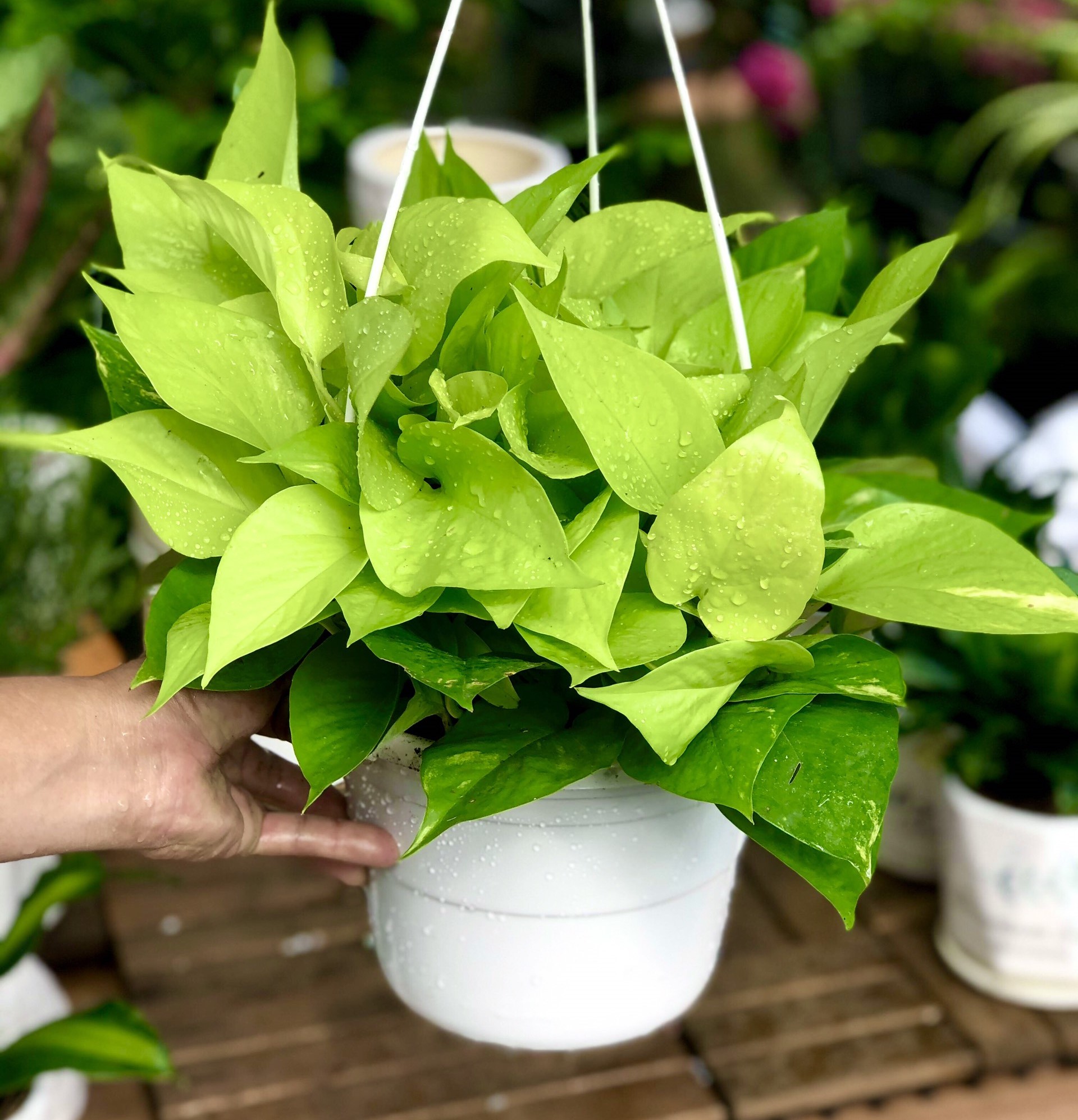 Chậu treo cây trầu bà Thái Vàng