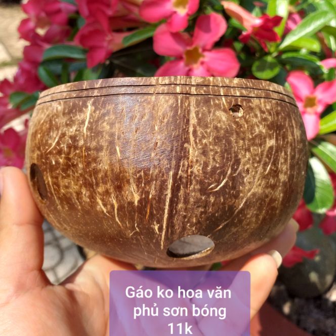 Chậu gáo dừa trồng lan, hoa phủ sơn bóng