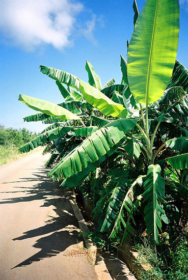 Lá Chuối Tươi Anhizo 5kg (Tặng Thêm 500g)