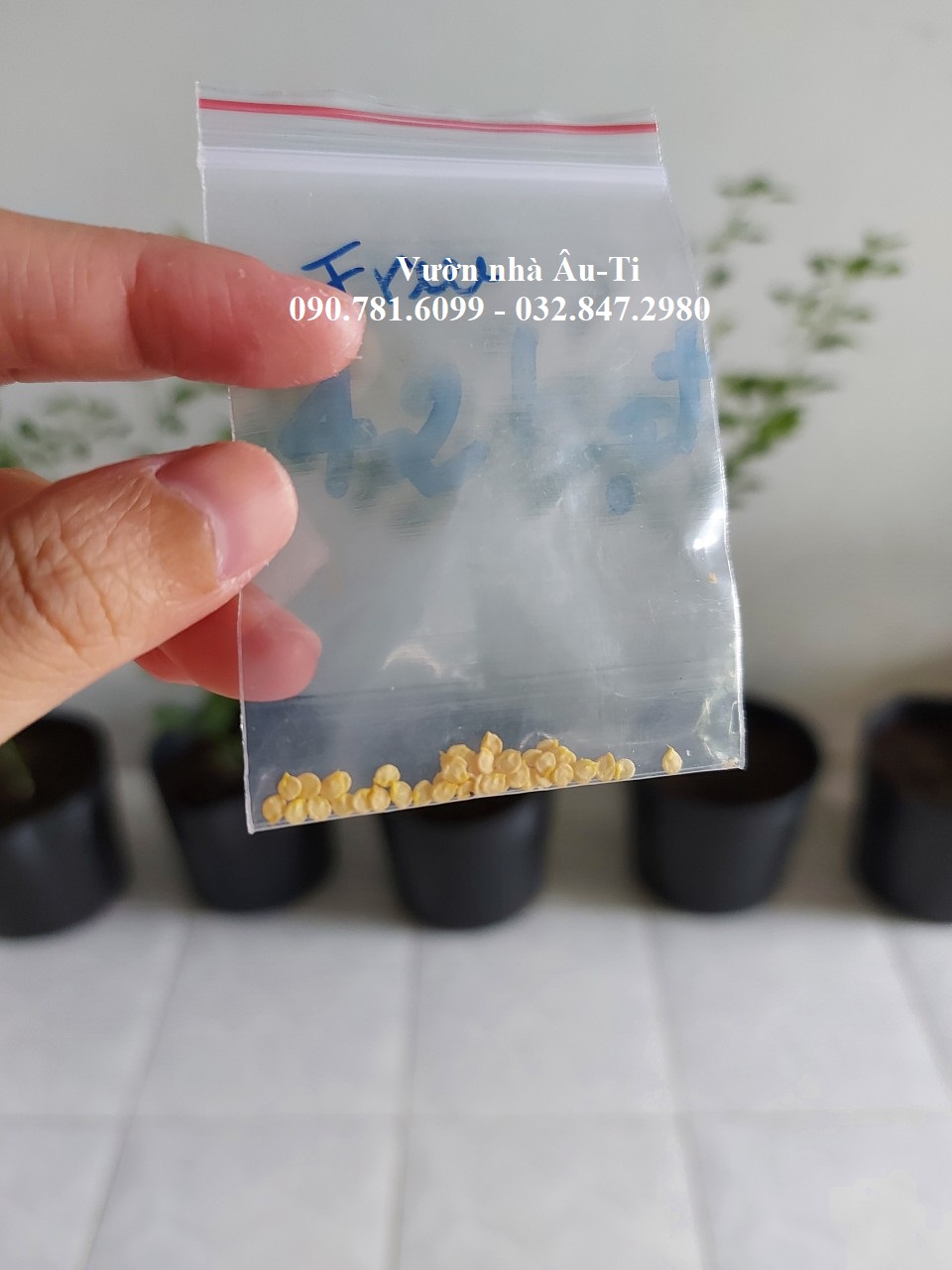 Hạt giống ớt Peru charapita thuần chủng 100% ( 5 hạt ), ớt đắt nhất thế giới