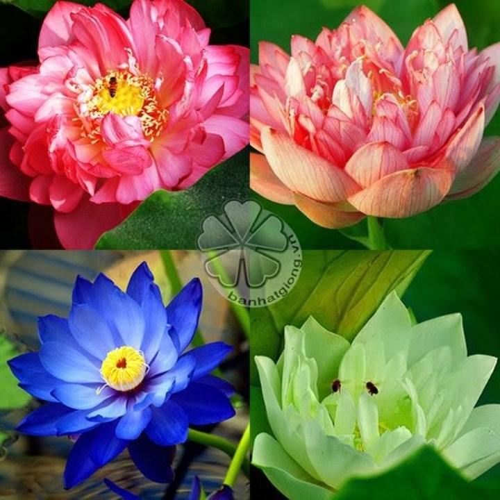 Gói 10 hạt giống sen cung đình nhiều màu