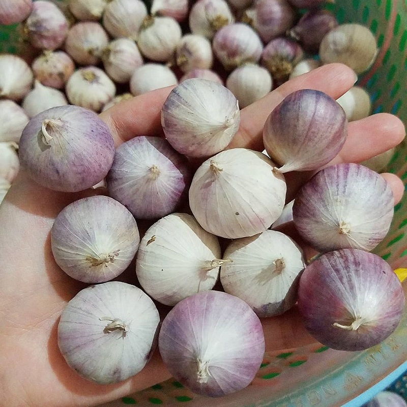 1kg tỏi cô đơn tỏi một nhánh
