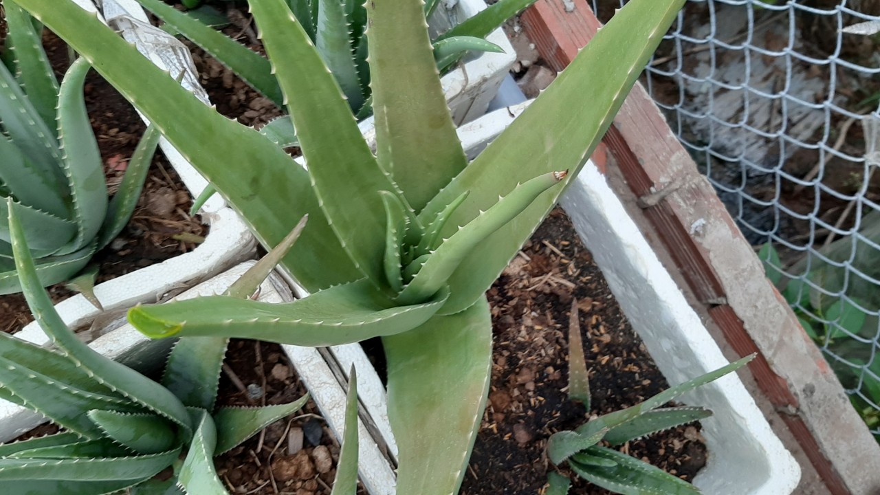 3 cây nha đam thái loại 20-30cm ( trên gang tay)