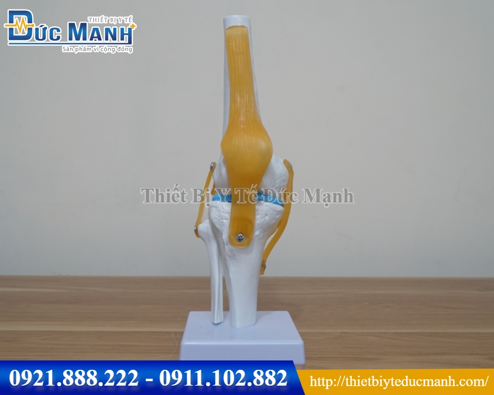 Mô hình khớp gối