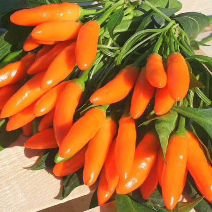 Hạt giống ớt chili cam siêu cay Thái Lan gói 0.5gr