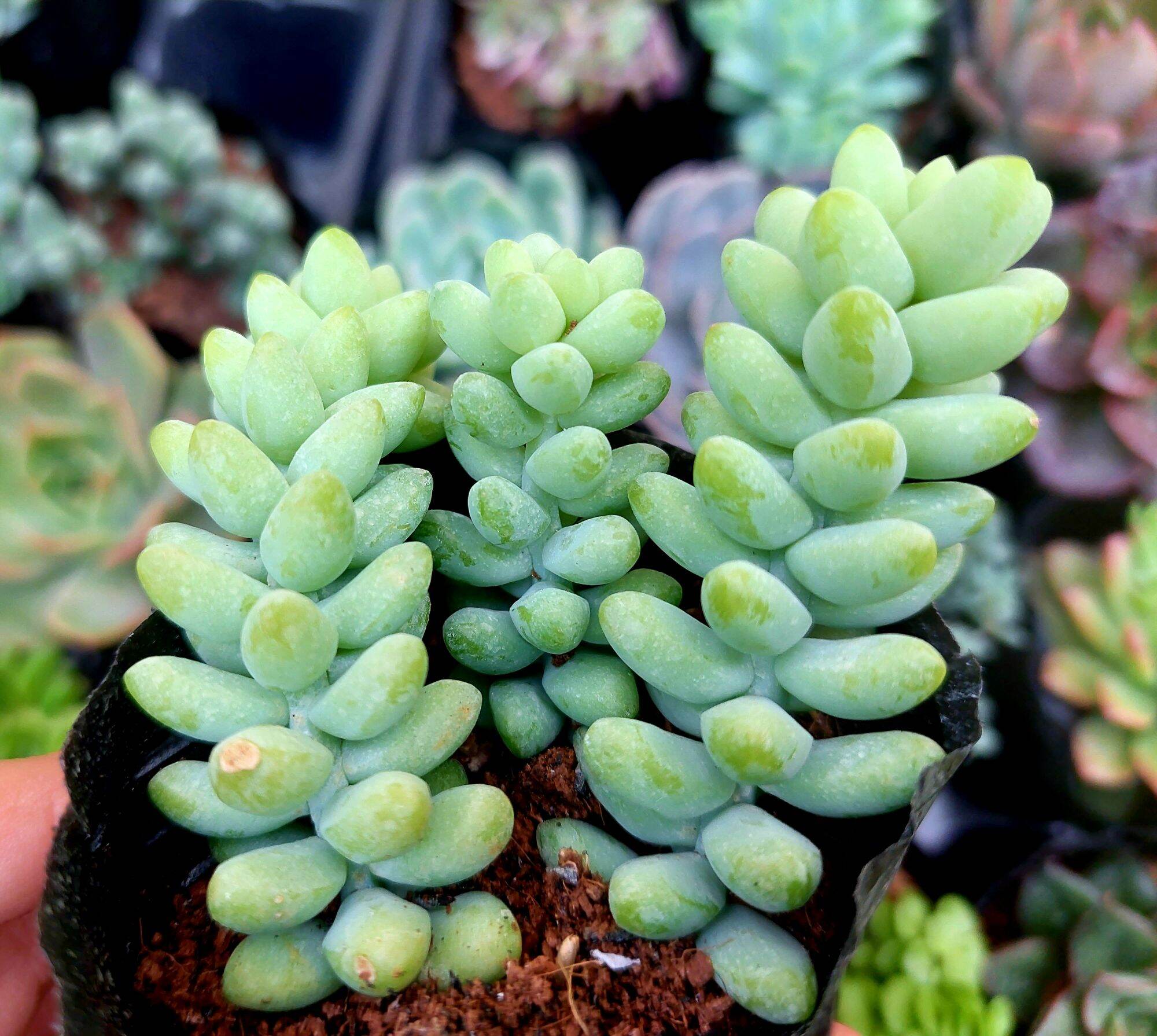 Sen đá chuỗi ngọc bi size bầu