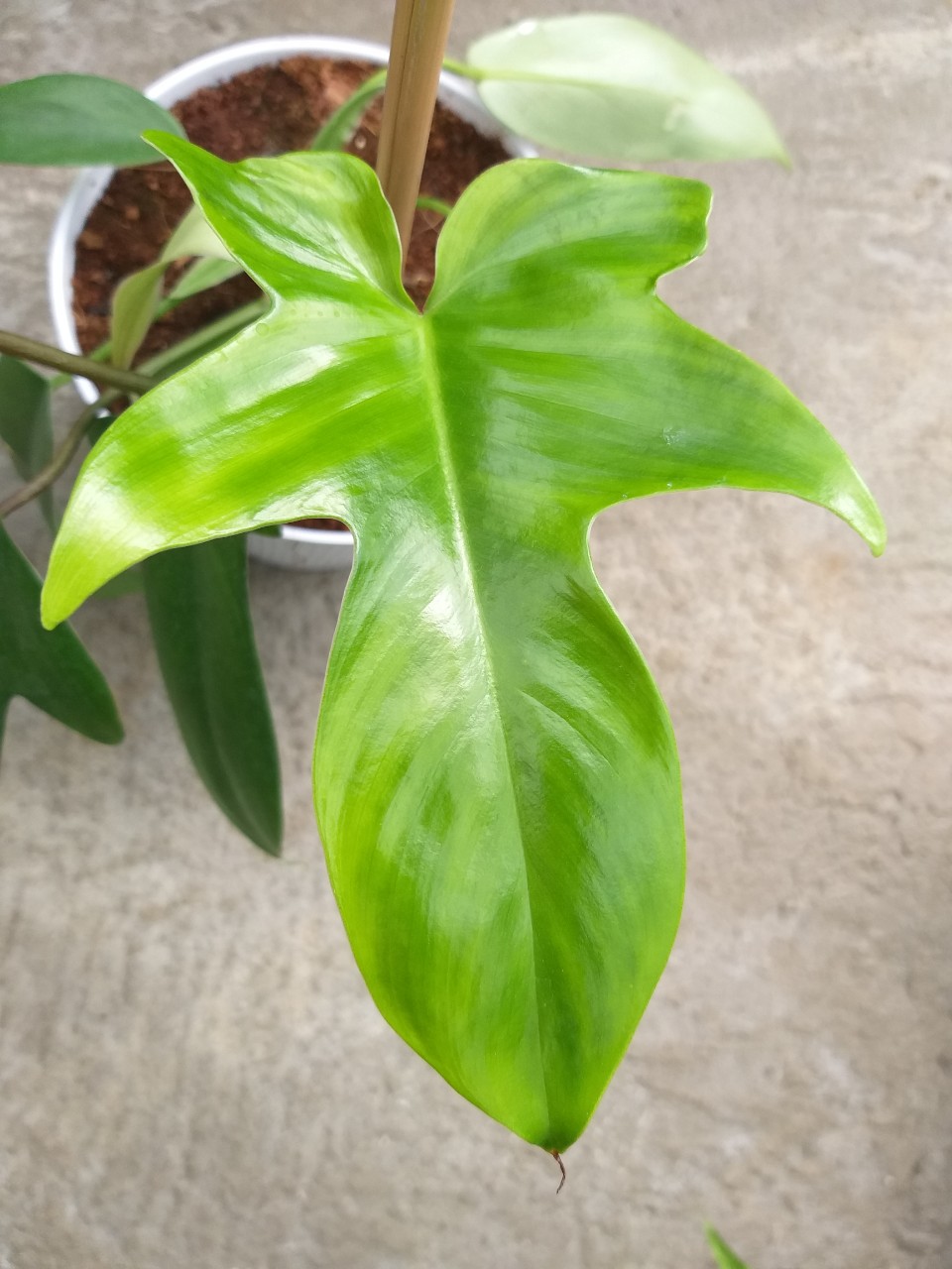 Trầu bà cánh én - Philodendron florida ghost