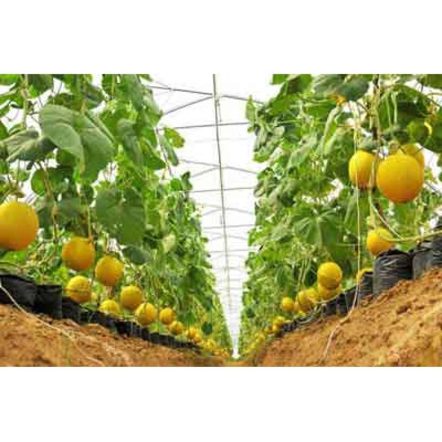 Ma373 gói hạt giống dưa kim hoàng hậu 10 hạt