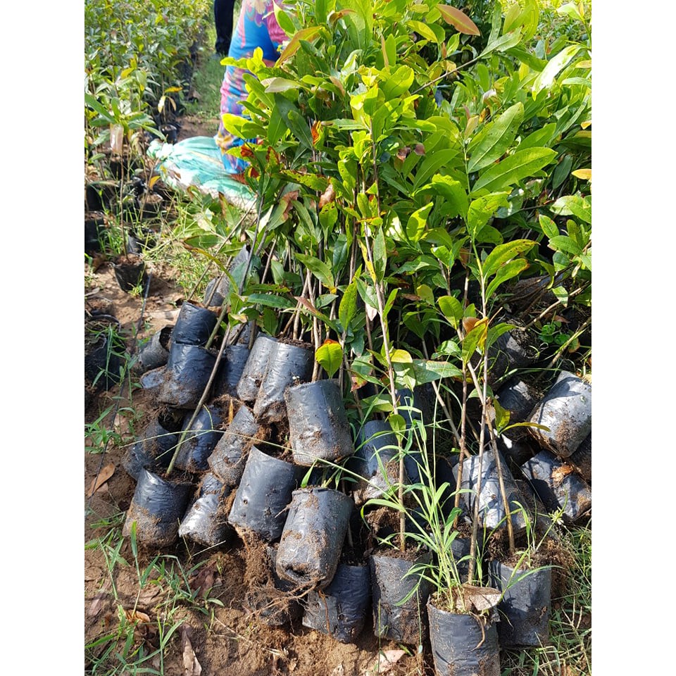 Com bo 10 cây mai vang quấn rễ cao 30-50cm