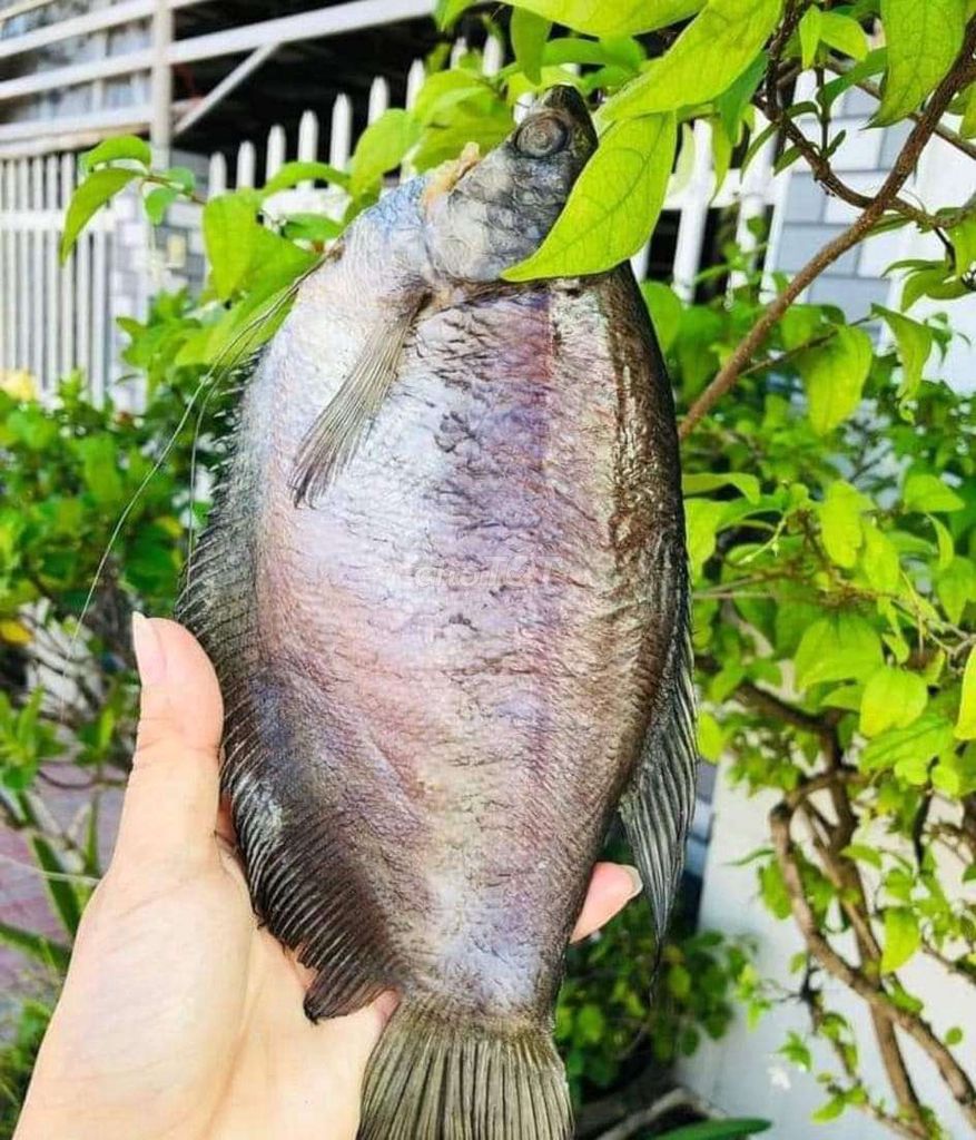 500gr KHÔ CÁ SẠC LẠC LOẠI 1 ( chỉ 8-7 CON /KG) ĐẶC SẢN MINH TRIẾT CÀ MAU-Vựa Khô Nam Thiên