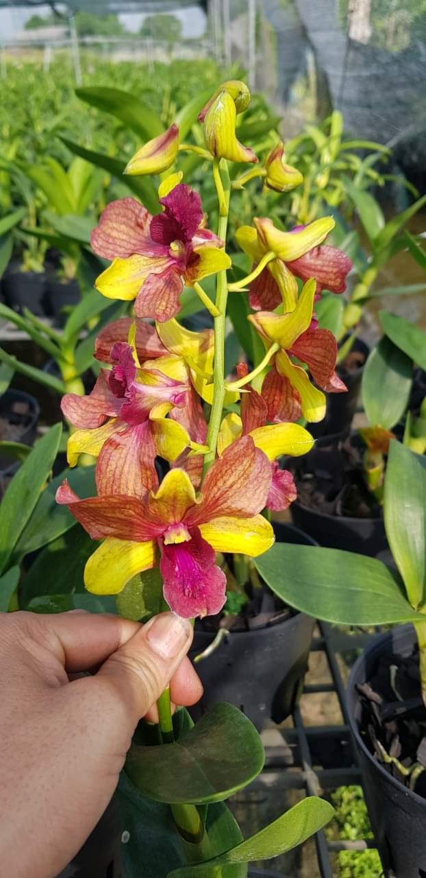 Denro nắng chớp cam lửa chậu trưởng thành đứng đọt sắp hoa