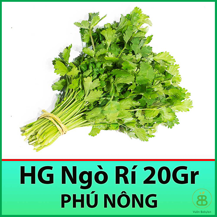 20GR Hạt Giống Ngò Rí (Rau Mùi) Thơm Ngon, Giàu Dinh Dưỡng