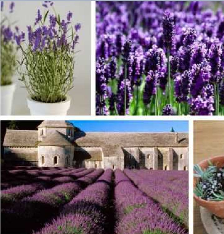 Hạt giống hoa Oải Hương ( hoa Lavender ) gói 100 hạt