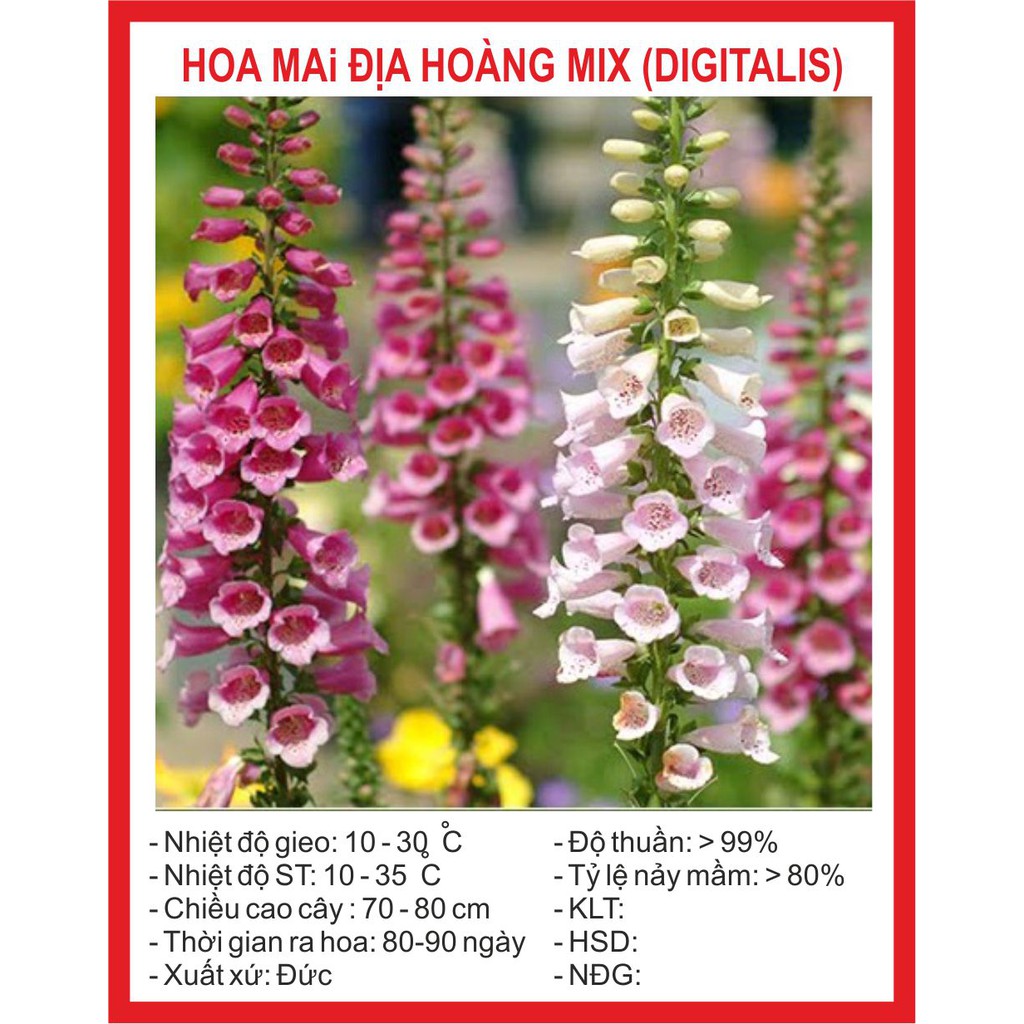 Hạt giống hoa mai địa hoàng mix 50 hạt