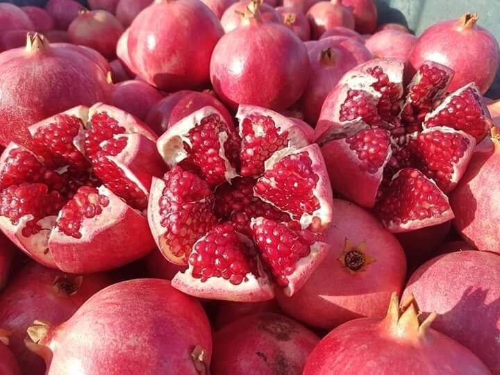 Cây lựu đỏ ai cập - FREE SHIP TỪ 50K