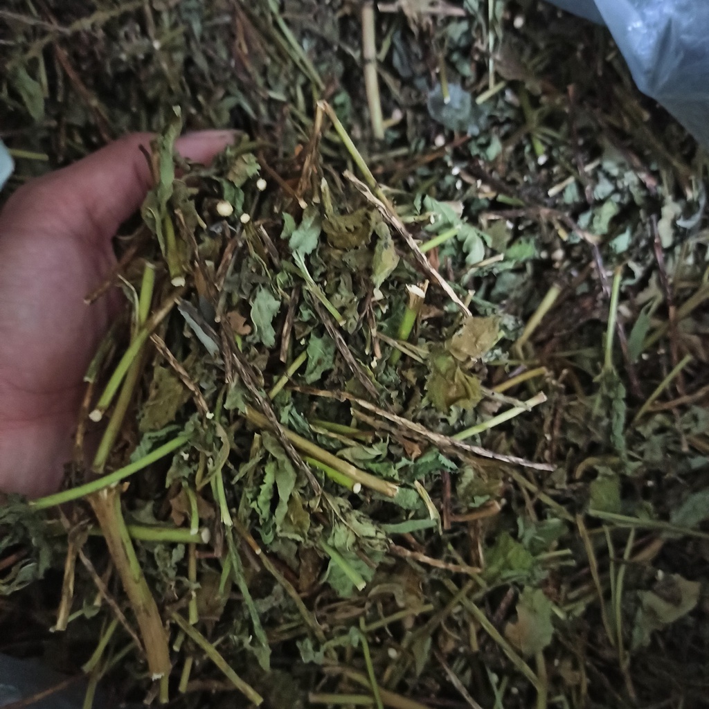 Cây Đuôi Chuột [1KG] Cam kết hàng sạch đẹp