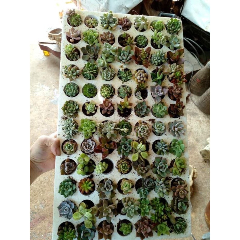Combo 10 loại sen đá mini mix màu