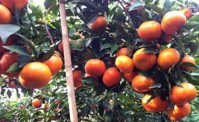 cam đường canh siêu ngon, siêu quả + Tặng 2 Cây Quế Giống