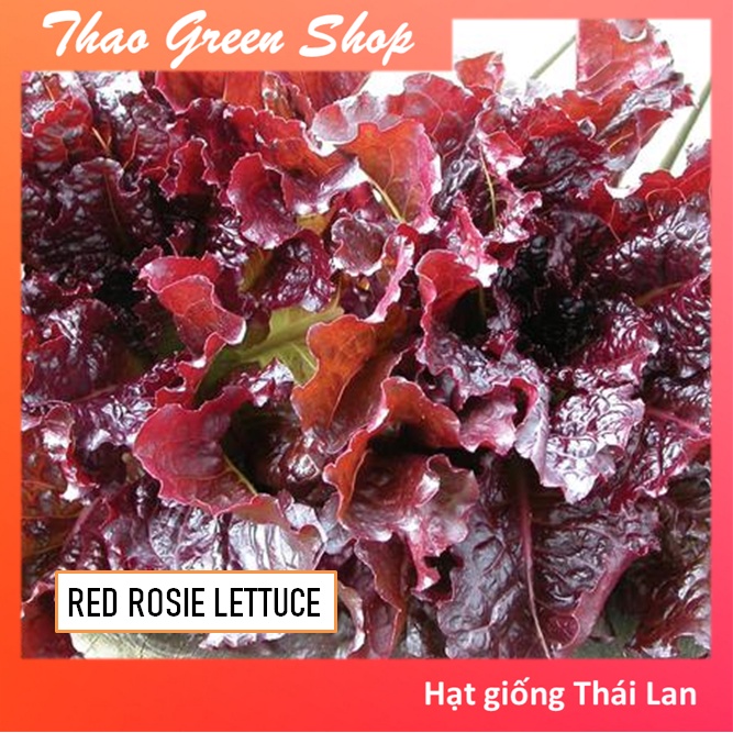 Hạt giống xà lách đỏ red rosie thái lan