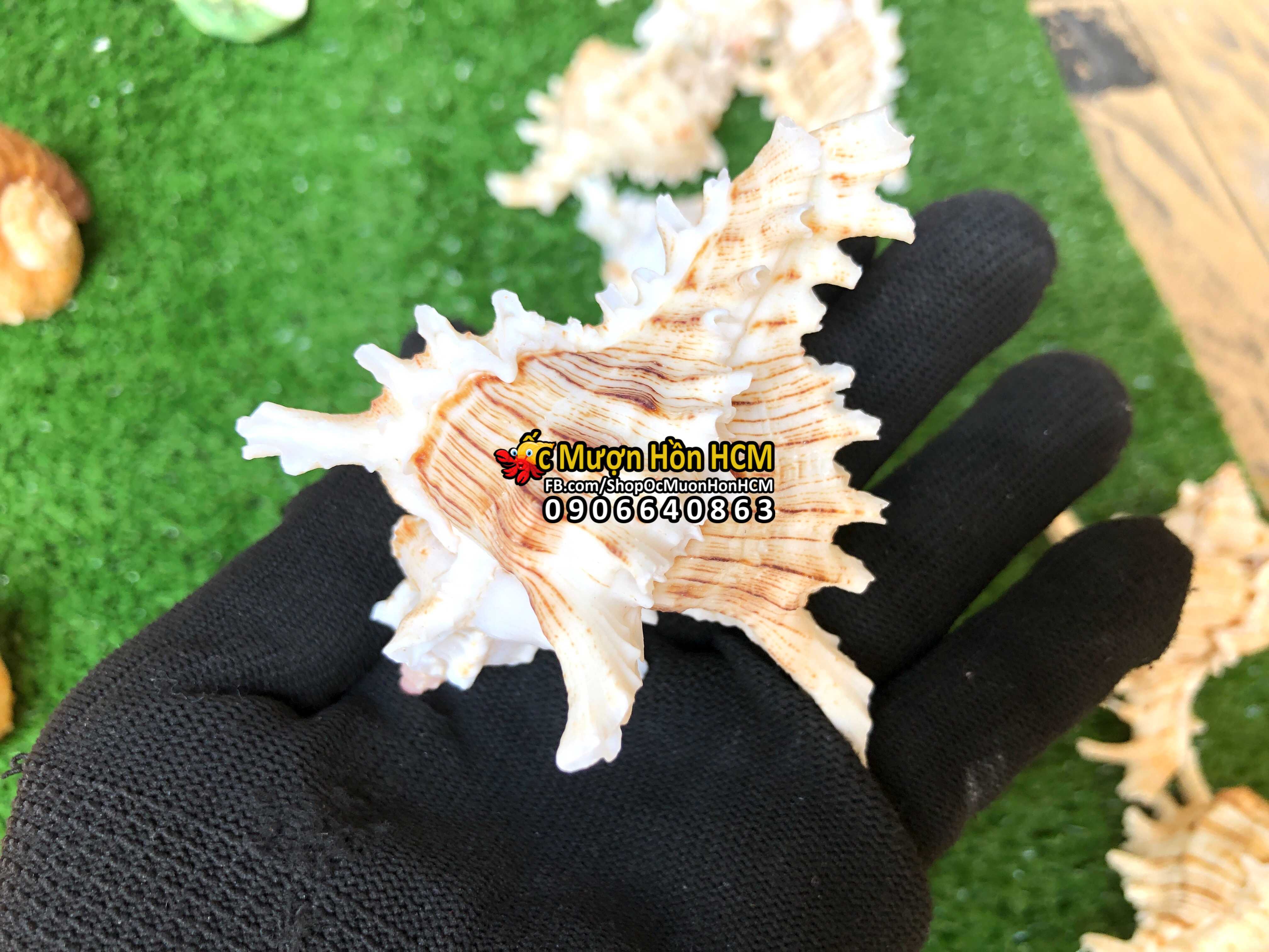 [Size XL] Quà tặng từ Biển - Vỏ Ốc Gai- Vỏ Ốc Trang Trí - Siêu Đẹp - Giá Rẻ - Vỏ Ốc Mượn Hồn - Vỏ Ốc Biển Tự Nhiên