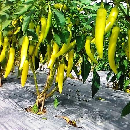 Hạt giống ớt sừng vàng Batri 100-110 hạt/gói giá rẻ