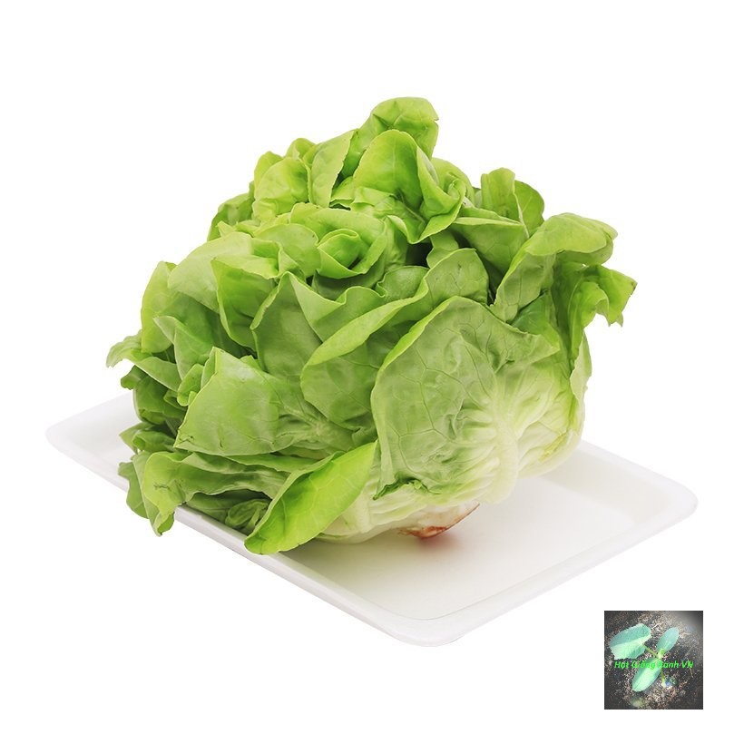 Hạt giống xà lách búp RD45, đóng gói 5gr