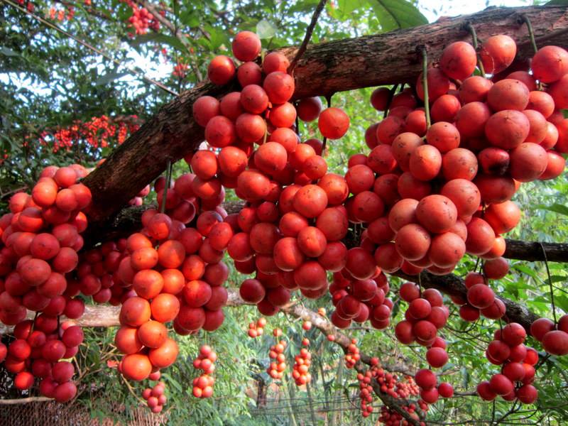 CÂY GIỐNG DÂU DA ĐẤT Ngọt